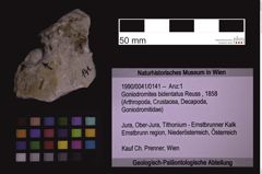 Foto (Objekt + Etiketten) von Goniodromites bidentatus (Reuss, 1858) (NHMW-GEO-1990-0041-0141)